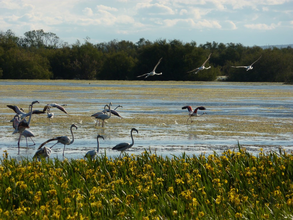 ***************** Hei feelt eng Foto **************