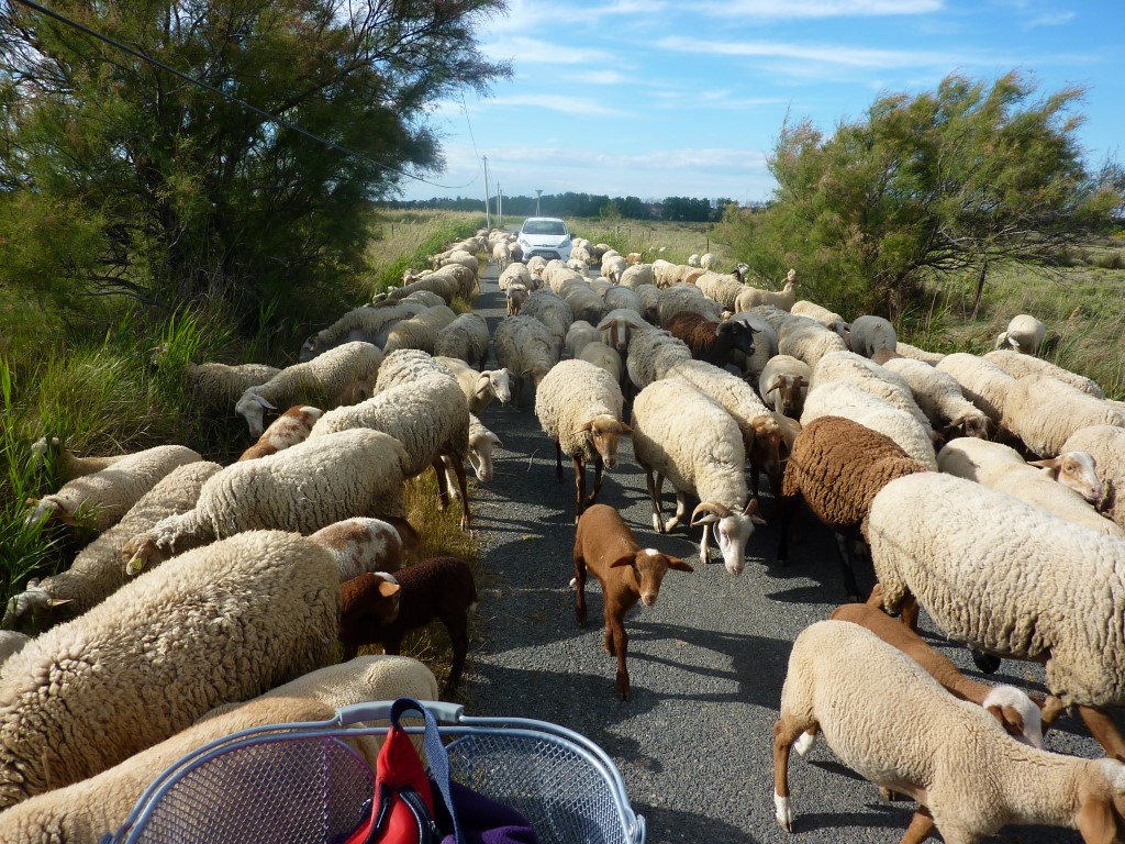 ***************** Hei feelt eng Foto **************